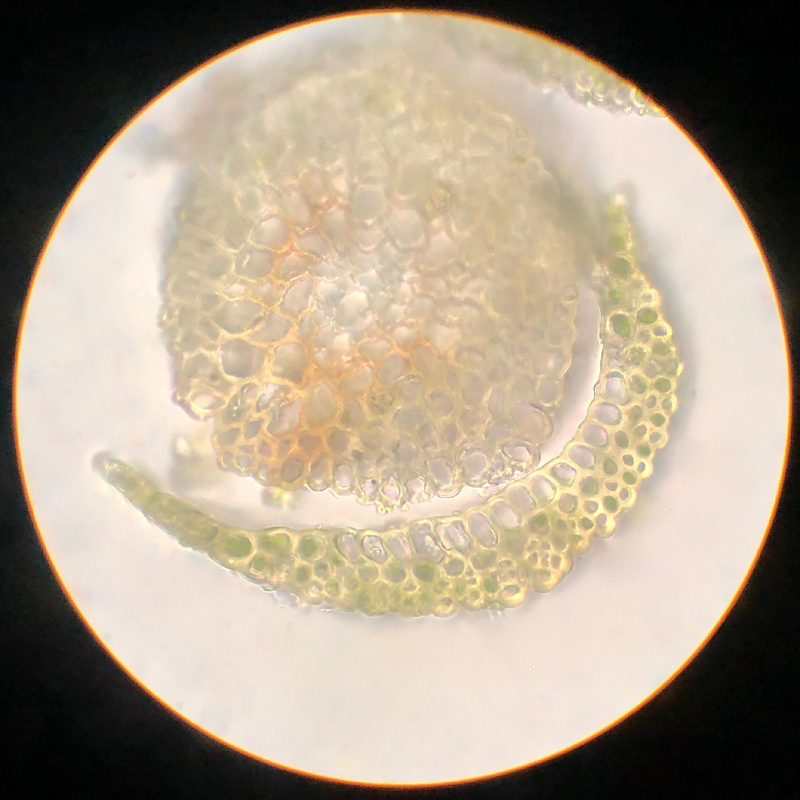 Campylopus schimperi